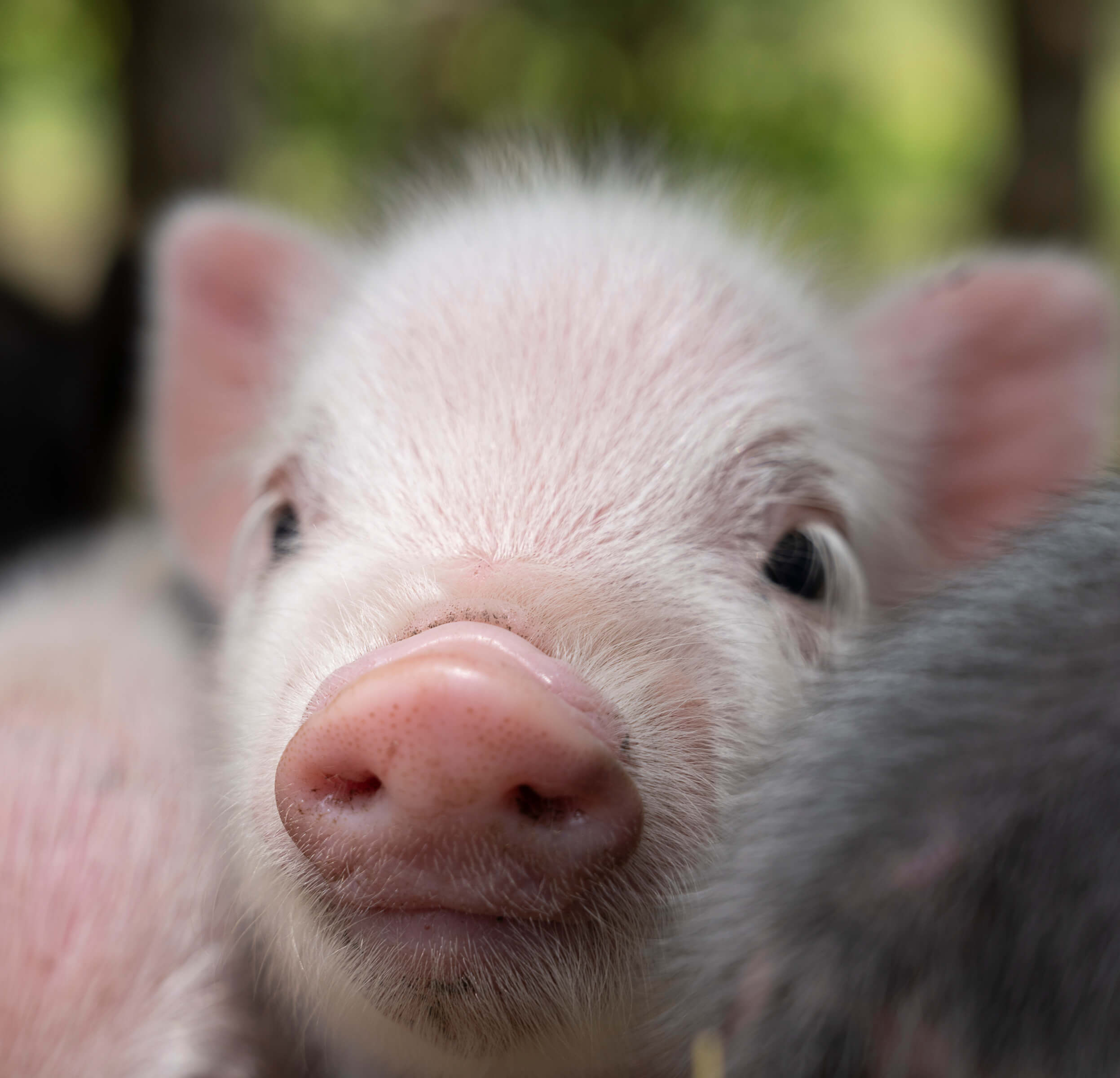 2022 'Zena Crown Vineyard' Pinot Noir | Alexana